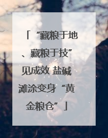 “藏粮于地、藏粮于技”见成效 盐碱滩涂变身“黄金粮仓”