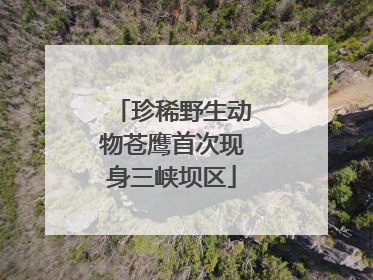 珍稀野生动物苍鹰首次现身三峡坝区