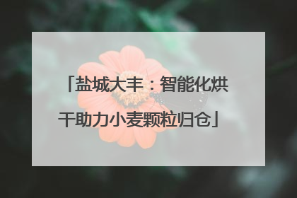 盐城大丰：智能化烘干助力小麦颗粒归仓