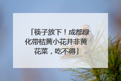 筷子放下！成都绿化带桔黄小花并非黄花菜，吃不得