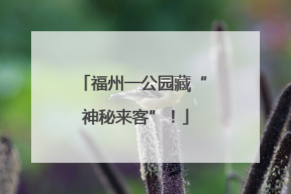 福州一公园藏“神秘来客”！