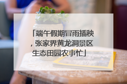 端午假期冒雨插秧，张家界黄龙洞景区生态田园农事忙