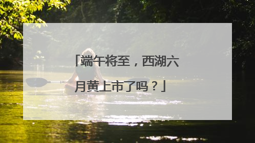 端午将至，西湖六月黄上市了吗？