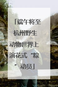 端午将至 杭州野生动物世界上演花式“粽”动员