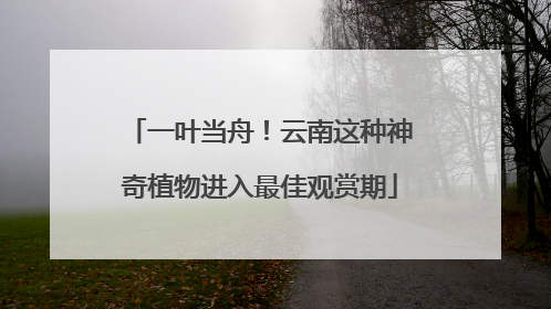 一叶当舟！云南这种神奇植物进入最佳观赏期