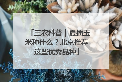 三农科普｜夏播玉米种什么？北京推荐这些优秀品种