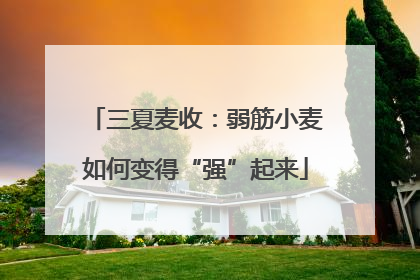 三夏麦收：弱筋小麦如何变得“强”起来