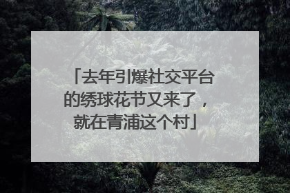 去年引爆社交平台的绣球花节又来了，就在青浦这个村
