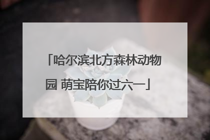 哈尔滨北方森林动物园 萌宝陪你过六一