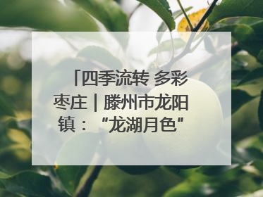 四季流转 多彩枣庄｜滕州市龙阳镇：“龙湖月色”向日葵花海 绘就乡村振兴新画卷