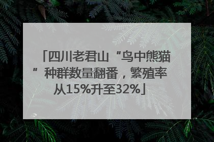 四川老君山“鸟中熊猫”种群数量翻番，繁殖率从15%升至32%
