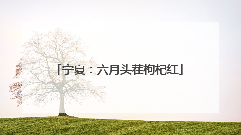 宁夏：六月头茬枸杞红