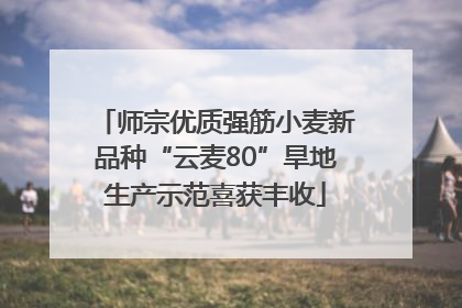 师宗优质强筋小麦新品种“云麦80”旱地生产示范喜获丰收