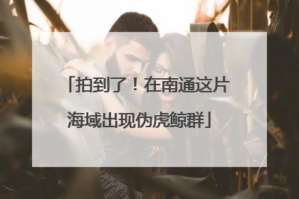 拍到了！在南通这片海域出现伪虎鲸群