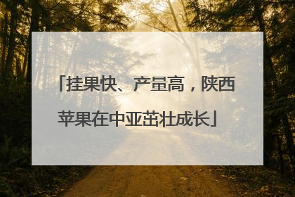 挂果快、产量高，陕西苹果在中亚茁壮成长