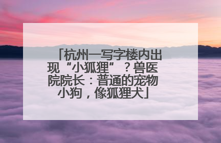 杭州一写字楼内出现“小狐狸”？兽医院院长：普通的宠物小狗，像狐狸犬