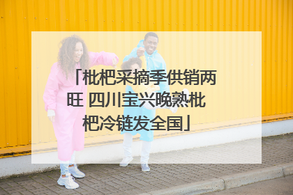 枇杷采摘季供销两旺 四川宝兴晚熟枇杷冷链发全国
