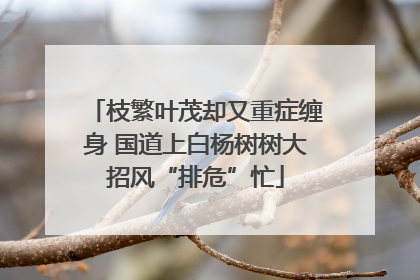 枝繁叶茂却又重症缠身 国道上白杨树树大招风“排危”忙