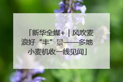 新华全媒+｜风吹麦浪好“丰”景——多地小麦机收一线见闻