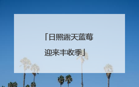日照露天蓝莓迎来丰收季