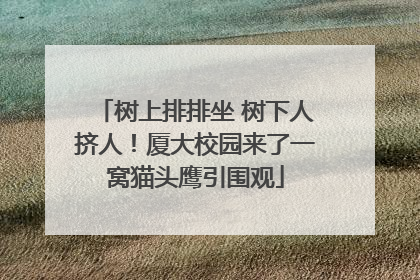 树上排排坐 树下人挤人！厦大校园来了一窝猫头鹰引围观