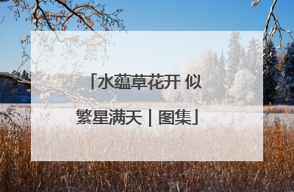 水蕴草花开 似繁星满天｜图集
