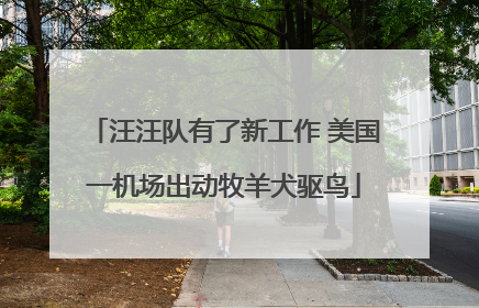 汪汪队有了新工作 美国一机场出动牧羊犬驱鸟