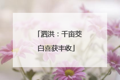 泗洪：千亩茭白喜获丰收