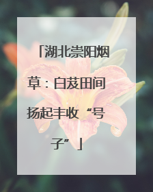湖北崇阳烟草：白芨田间扬起丰收“号子”
