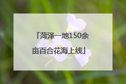 菏泽一地150余亩百合花海上线