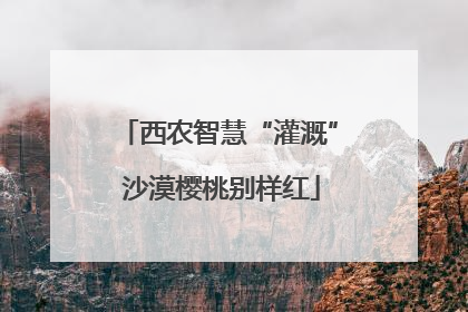 西农智慧“灌溉” 沙漠樱桃别样红