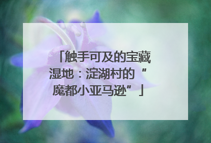 触手可及的宝藏湿地：淀湖村的“魔都小亚马逊”