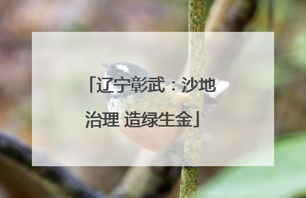 辽宁彰武：沙地治理 造绿生金
