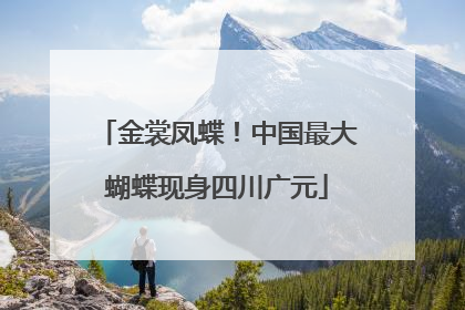 金裳凤蝶！中国最大蝴蝶现身四川广元