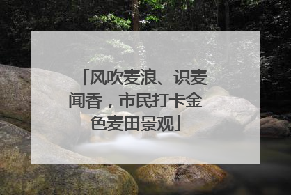 风吹麦浪、识麦闻香，市民打卡金色麦田景观