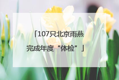 107只北京雨燕完成年度“体检”